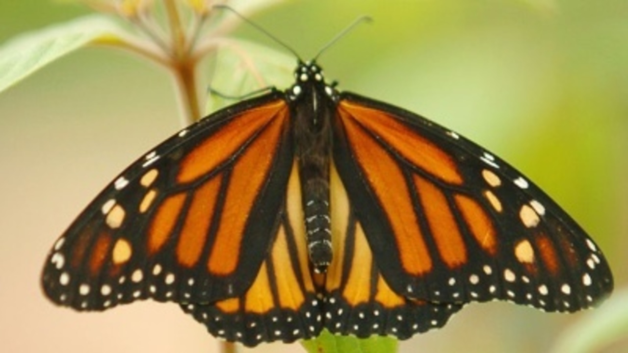 Millions of monarchs on way to Mexico stop in St. Marks - WJXT Jacksonville