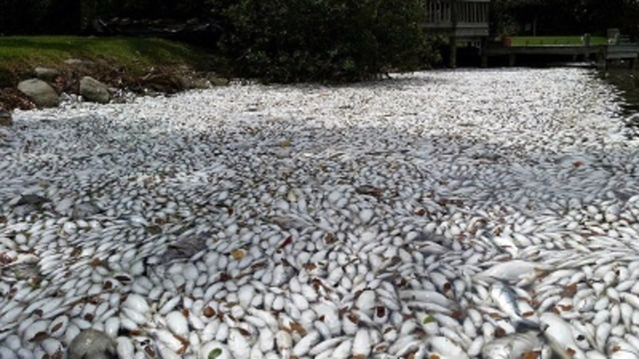 Florida fish kill 'Heartbreaking images' for miles