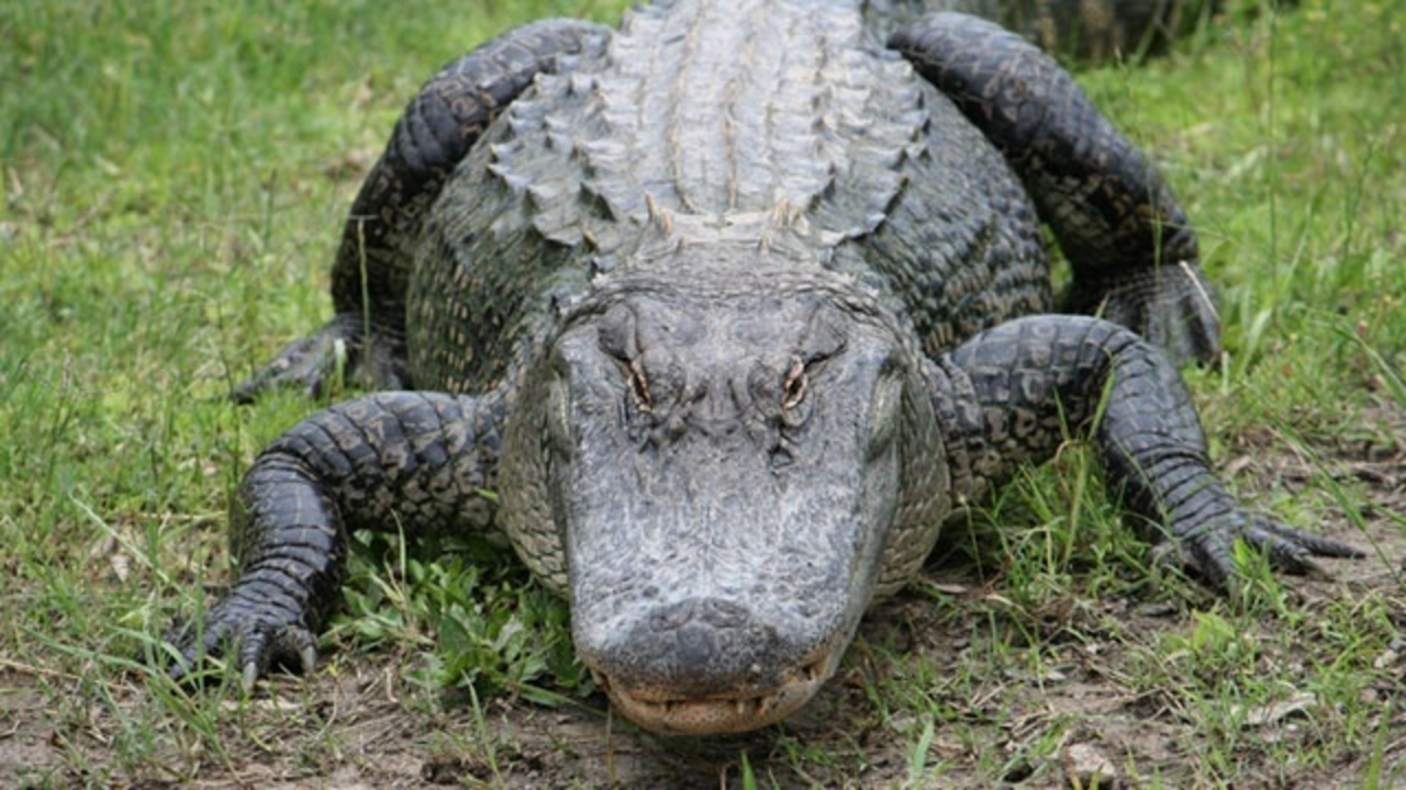 alligator-hunting-season-opens-in-florida